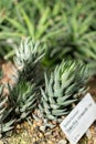 Haworthia Reinwardtii plant in Saint Gallen in Switzerland