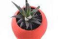 Haworthia in a round flowerpot. Isolate houseplant