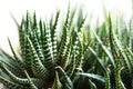 Haworthia. Selective focus