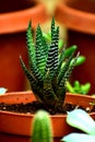 Haworthia succulent cactus