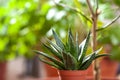 Haworthia succulent in a flower pot, close-up. Easy grow houseplants.