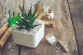 Haworthia succulent in flower pot, mini garden tools and homeopathic remedies for plant. Royalty Free Stock Photo