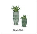 Haworthia. Succulent. Indoor potted plant isolated on white background. Home flowers clipart Royalty Free Stock Photo
