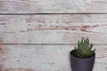 Haworthia succulent plant against distressed wooden background