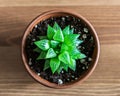 Haworthia turgida succulent on a wooden table