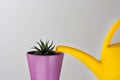 Haworthia is watered by yellow watering can on the white background