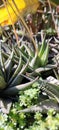 Haworthiopsis limifolia, formerly haworthia limifolia, is a flowering species of the genus haworthiopsis, native to South Africa.