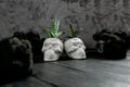 Hawortia perennial succulent in decorative porcelain pot in the shape ofskull and dark black moss. Dark Halloween plants decor