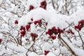 Haws in winter under snow