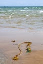 Hawser on the beach and a sea view Royalty Free Stock Photo