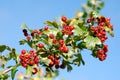 Hawthorn Royalty Free Stock Photo