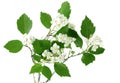 Hawthorn