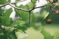 Hawthorn in autumn. Quickthorn, thornapple, may-tree, whitethorn or hawberry plant Royalty Free Stock Photo