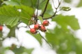 Hawthorn in autumn. Quickthorn, thornapple, may-tree, whitethorn or hawberry plant Royalty Free Stock Photo