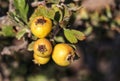 Hawthorn autumn yellow berries. Royalty Free Stock Photo