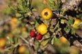 Hawthorn autumn yellow berries. Royalty Free Stock Photo