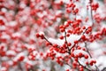 Hawthorn berries