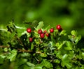 Hawthorn Berries Royalty Free Stock Photo