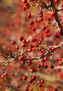 Hawthorn berries