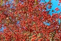 Hawthorn berries against the sky