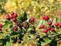 Hawthorn berries in autumn, Lithuania Royalty Free Stock Photo