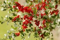 Hawthorn berries on the branch