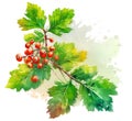 Hawthorn berries on the branch over watercolor splash background. Generative AI illustration