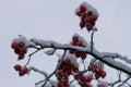 Hawthorn berries on the branches o the tree, covered with snow Royalty Free Stock Photo