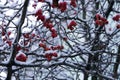 Hawthorn berries on the branches on the tree, covered with snow