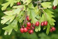 Hawthorn berries Royalty Free Stock Photo