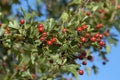 Hawthorn Berries Royalty Free Stock Photo
