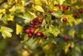 Hawthorn Berries Royalty Free Stock Photo