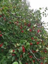 Hawthorn berries in the garden, cloudy autumn day