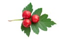 Hawthorn berries or haws berry with green leaf on white. Flat lay, top view