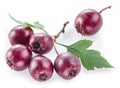 Hawthorn berries isolated on white background.