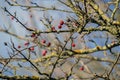 Hawthorn berries lit by the rays of autumn sun Royalty Free Stock Photo