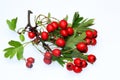 Hawthorn berries Royalty Free Stock Photo