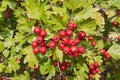 Hawthorn berries Royalty Free Stock Photo