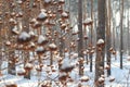 Hawthorn berries under snow. bush in winter.charming winter photo