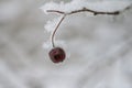 Hawthorn berries under snow hawthorn fruit under the snow
