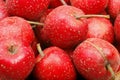 Hawthorn berry Royalty Free Stock Photo