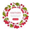 Hawthorn Berry Banner Design with Ripe Fruit Vector Template