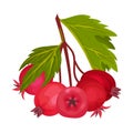 Hawthorn Berry Branch with Cluster of Red Round Small Pome Fruits Vector Illustration