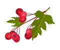 Hawthorn Berry Branch with Cluster of Red Round Small Pome Fruits Vector Illustration