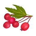 Hawthorn Berry Branch with Cluster of Red Round Small Pome Fruits Vector Illustration