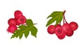 Hawthorn Berry Branch with Cluster of Red Round Small Pome Fruits Vector Set Royalty Free Stock Photo