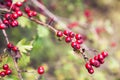 Hawthorn Berry