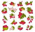 Hawthorn Berry Branches with Red Round Small Pome Fruits Big Vector Set