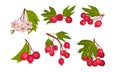 Hawthorn Berry Branches with Red Round Small Pome Fruits Vector Set Royalty Free Stock Photo