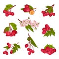 Hawthorn Berry Branches with Red Round Small Pome Fruits Vector Set Royalty Free Stock Photo
